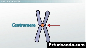 Centro del cromosoma