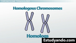 Cromosomas homólogos