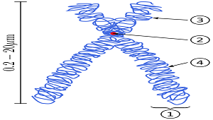 Una imagen de un cromosoma.