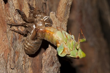 Cigarra muda