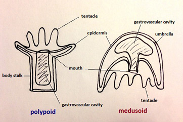 Formas corporales polipoides y medusoides