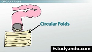 Pliegues circulares