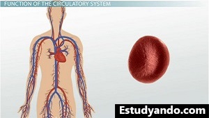 Células del sistema circulatorio