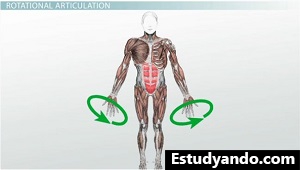Ejemplo de circunducción