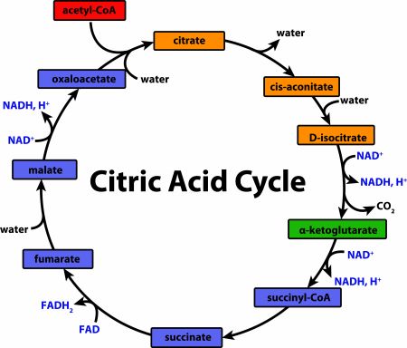 ciclo de Krebs