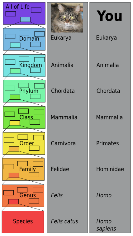 8 niveles de clasificación