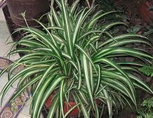 plantas de clonación