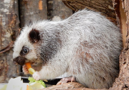 Una foto de una rata de nube comiendo verduras. La rata de las nubes tiene ojos prominentes y un pelaje mayormente gris.