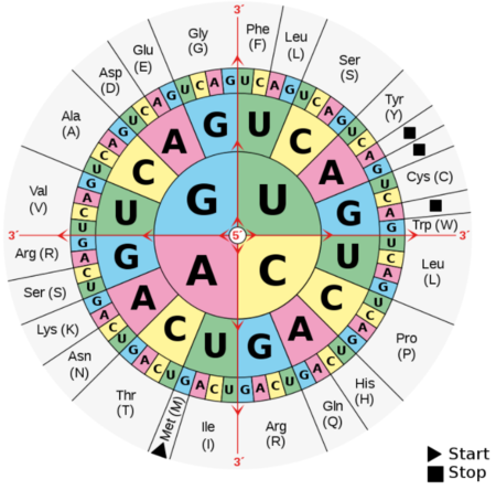 Gráfico de codones circulares