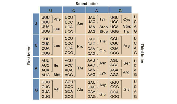 Una tabla que muestra todos los posibles codones.