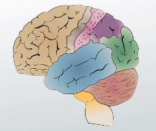 Cerebro