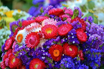 imagen de flores de colores