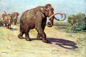 mamut