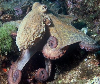 Un pulpo común emerge de su escondite.