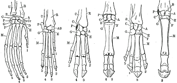 anatomía comparativa