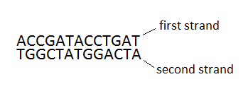 Complementariedad del ADN