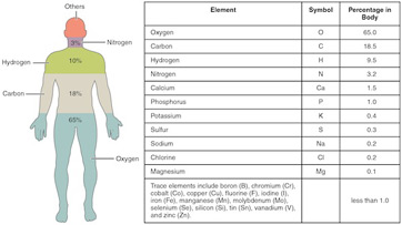 Gráfico que muestra los elementos principales y traza en el cuerpo humano