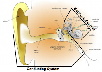Estructuras conductoras y sensoriales del oído