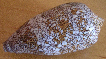 Los caracoles de cono textil se encuentran entre los caracoles más venenosos y peligrosos. Los caracoles cono textil son gasterópodos, que se caracterizan por tener sus órganos revestidos por una concha. Se caracterizan por tener una gran concha que crece con el caracol. El caparazón suele ser de color blanco con un patrón textil de color amarillo y marrón, a veces con diseños en espiral. No son de gran tamaño. La mayoría de los caracoles de cono textil tienen un promedio de 9 cm de largo, pero algunos pueden tener hasta 29 cm de largo.