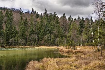Un paisaje con un río al frente y árboles de hoja perenne detrás bajo un cielo gris.