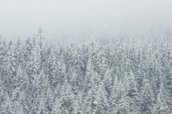 bosque de coníferas