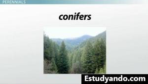 Ejemplo de coníferas
