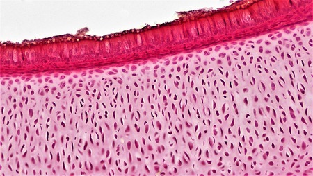 Micrografía de tejido conectivo con matriz extracelular.
