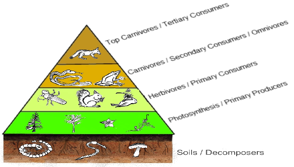Diagrama de pirámide ecológica
