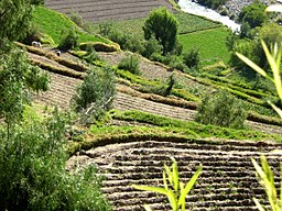 La agricultura en contorno se realiza cuando los cultivos se plantan a lo largo de la pendiente natural o las curvas de nivel del terreno.