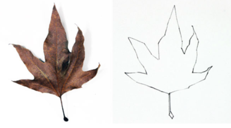 Contorno de la hoja