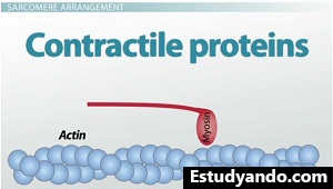 Imagen de proteínas contráctiles
