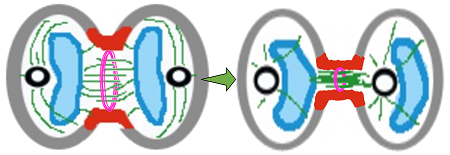 Una célula animal con un surco de escisión poco profundo y un anillo contráctil debajo se transforma en dos células casi separadas con un surco de escisión profundo y un pequeño anillo contráctil debajo