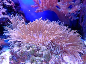 Arrecife de coral