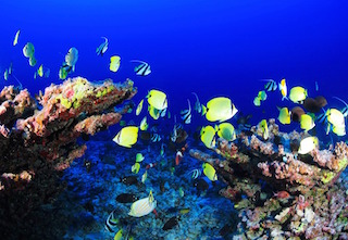 Arrecife de coral