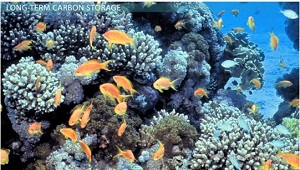 Los arrecifes de coral eliminan la mayor parte del carbono del ciclo a corto plazo