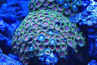 Pólipo de coral