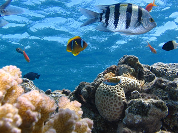 Arrecife de coral