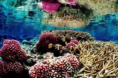 Una fotografía de un arrecife de coral.
