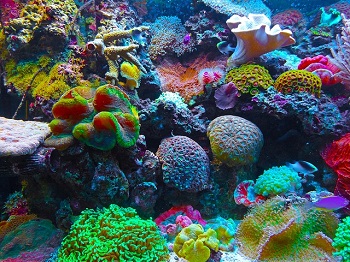 Ejemplo de un arrecife de coral