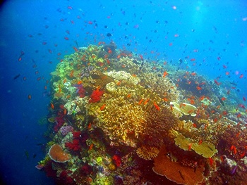 Los arrecifes de coral se han descrito como las selvas tropicales del mar debido a la complejidad de sus ecosistemas.