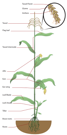 Una ilustración de una planta de maíz con sus partes etiquetadas.