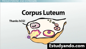 Cuerpo lúteo hCG