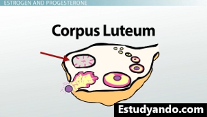 Cuerpo lúteo