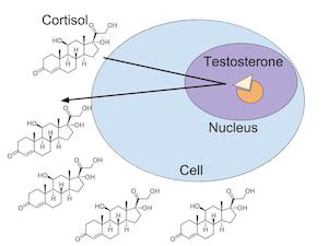 cortisol y testosterona