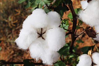 Una fotografía de una cápsula de algodón abierta.