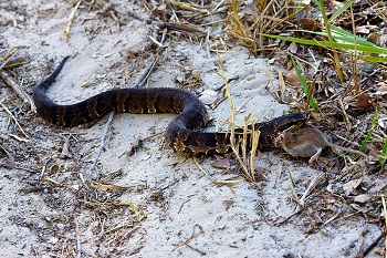 Imagen de una presa comiendo boca de algodón
