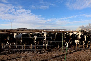 granja lechera