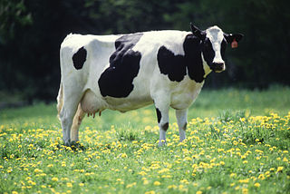 Vaca