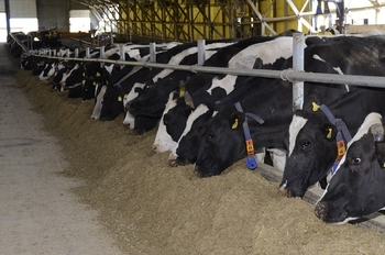 Vacas