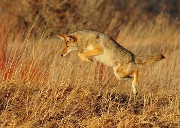 Coyote saltando